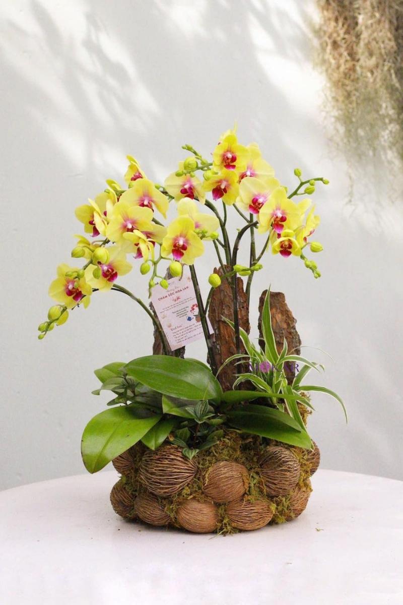 Cành hoa Lan Hồ Điệp vàng rực rỡ và độc đáo, thể hiện sự sáng tạo, khác biệt và vẻ đẹp riêng có của cung Bảo Bình
